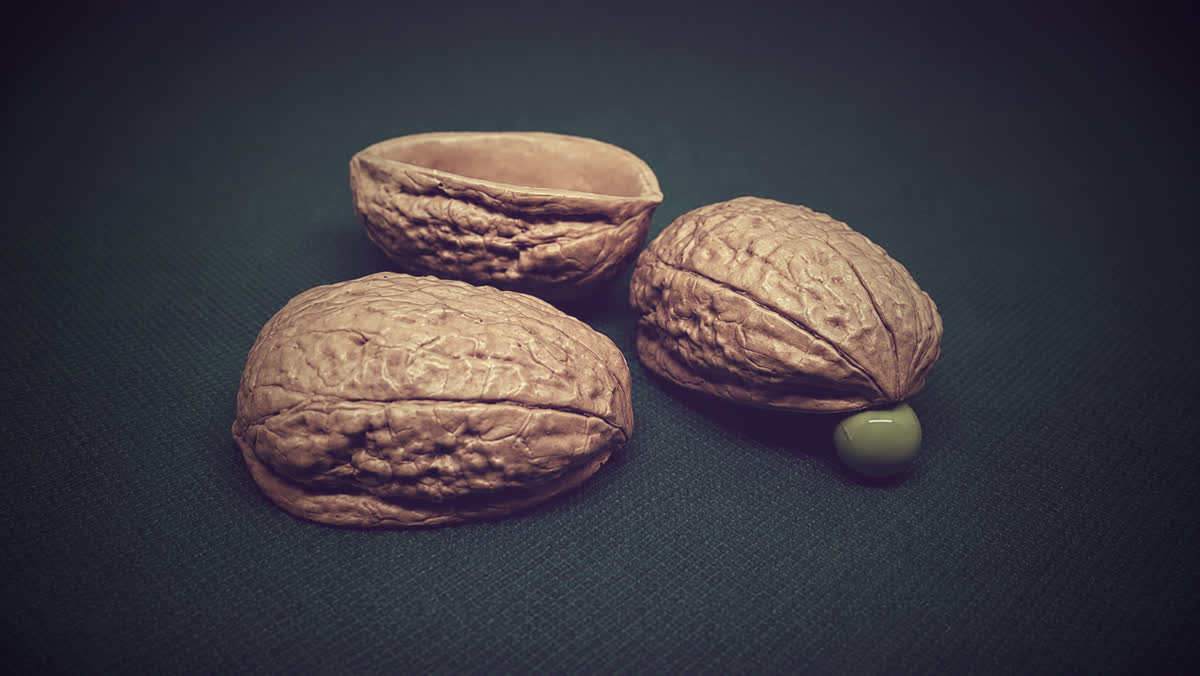 Colonia Shells Shells