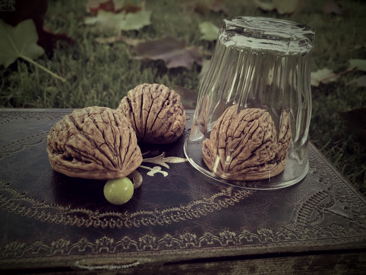 Katharina Shells Shells