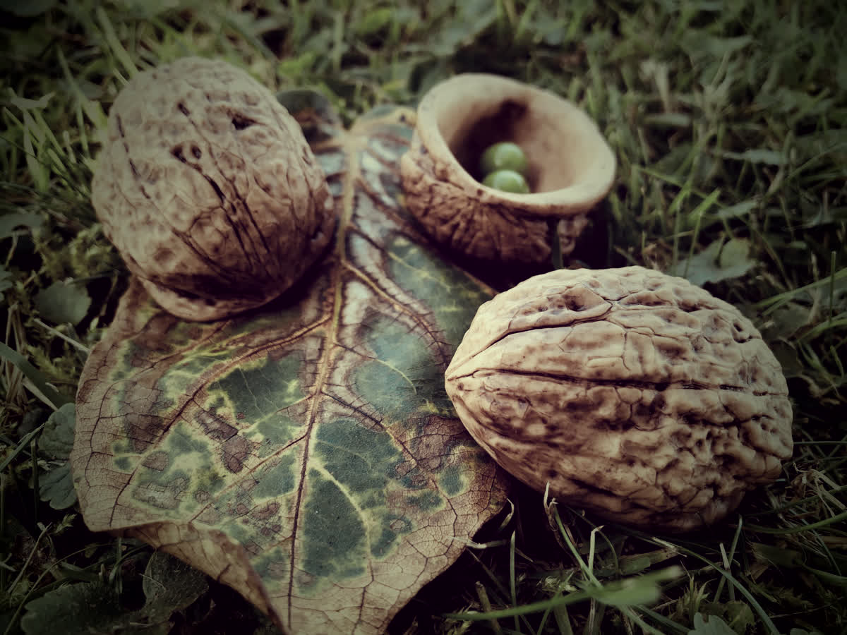 The Nuts of El Miguel Shells